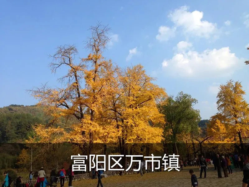 富阳区万市镇